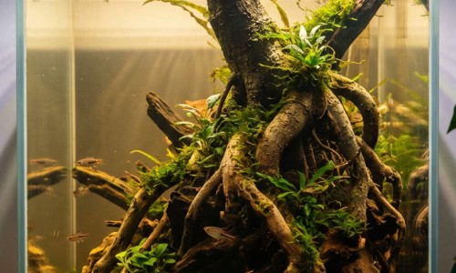 发热喝红药水有副作用吗网—知名的发热喝红药水有副作用吗小孩网站,分享发热喝红药水有副作用吗小孩知识
